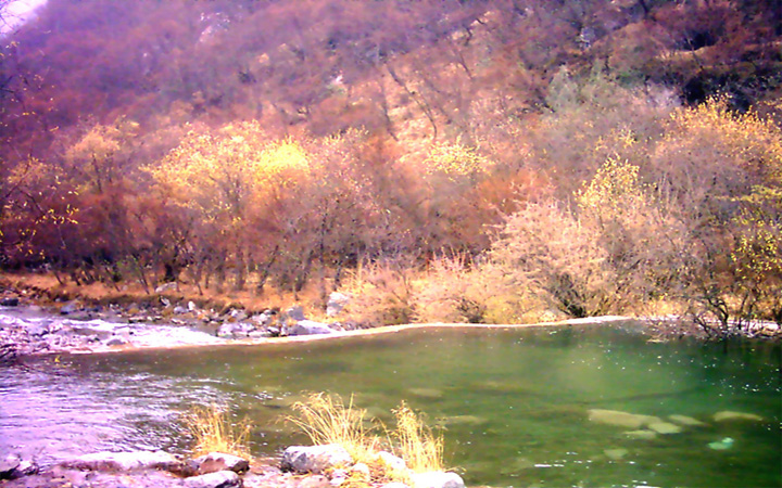 北山國(guó)家森林公園圖片